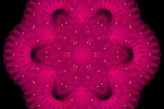 epicycroid_00041